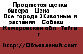 Продаются щенки бивера › Цена ­ 25 000 - Все города Животные и растения » Собаки   . Кемеровская обл.,Тайга г.